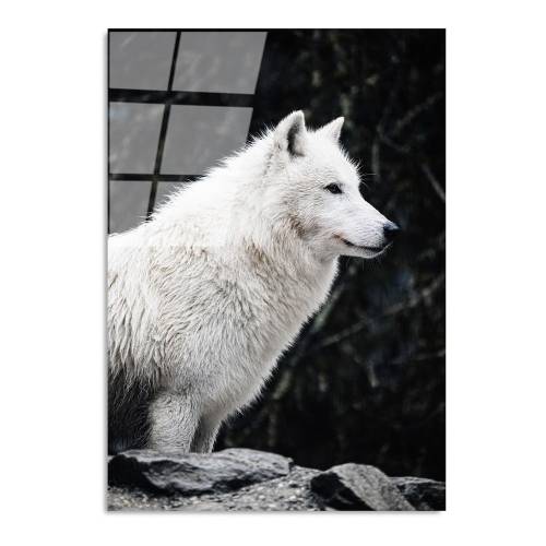 Tablou din sticla 70x100 cm White Wolf - Wallity